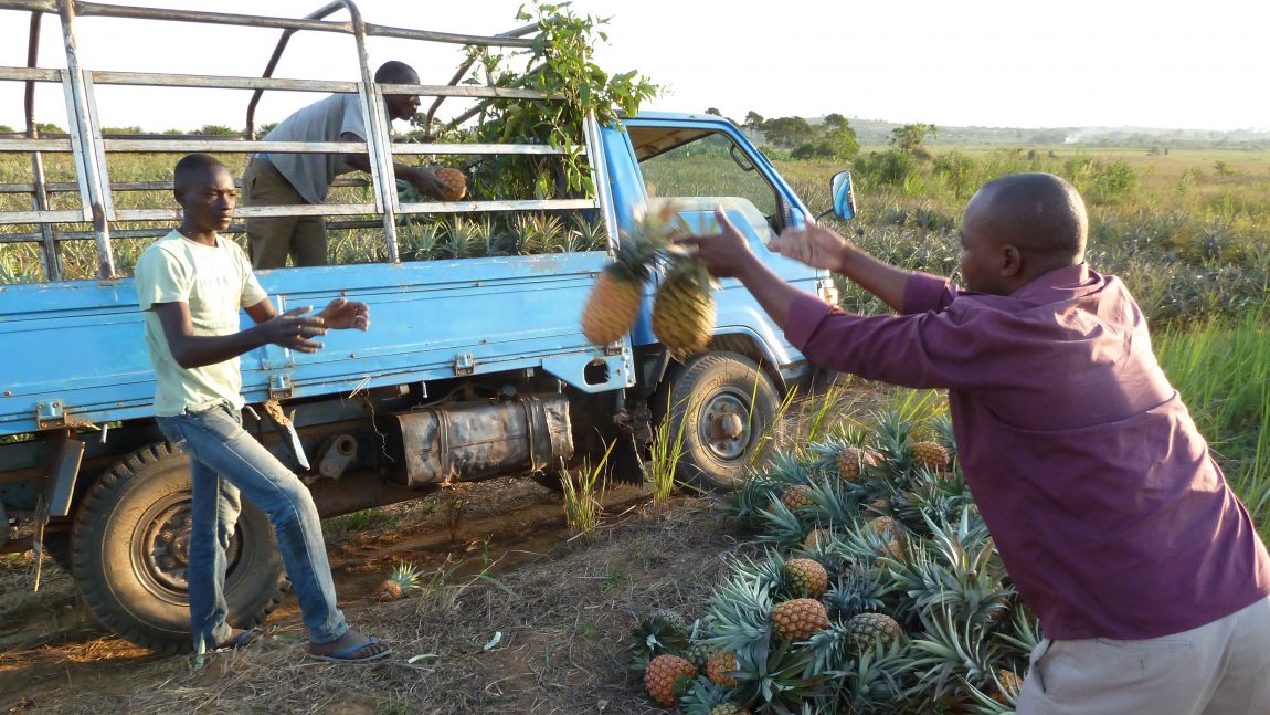 Flying pineapples – Re-considering losses in a fruit supply chain in Uganda